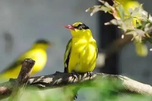 驚蟄一聲雷,葆德送春風